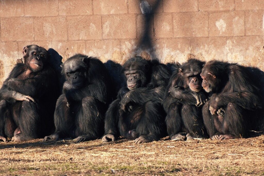 animals, nature, monkey, primate, mammal, species, fauna, wildlife, ape, zoo
