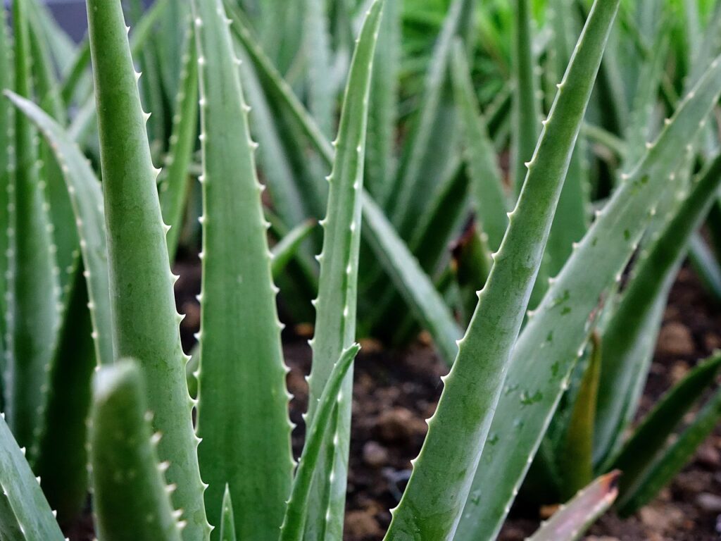 aloe vera, plant, succulent, nature, healing, stalk, green, aloin