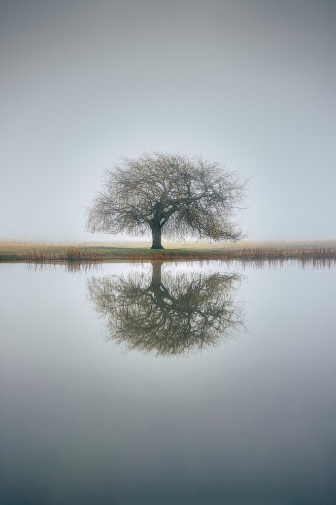 tree, reflection, fog, water, nature, landscape, tree, tree, tree, tree, reflection, nature, nature, nature, nature, nature, landscape