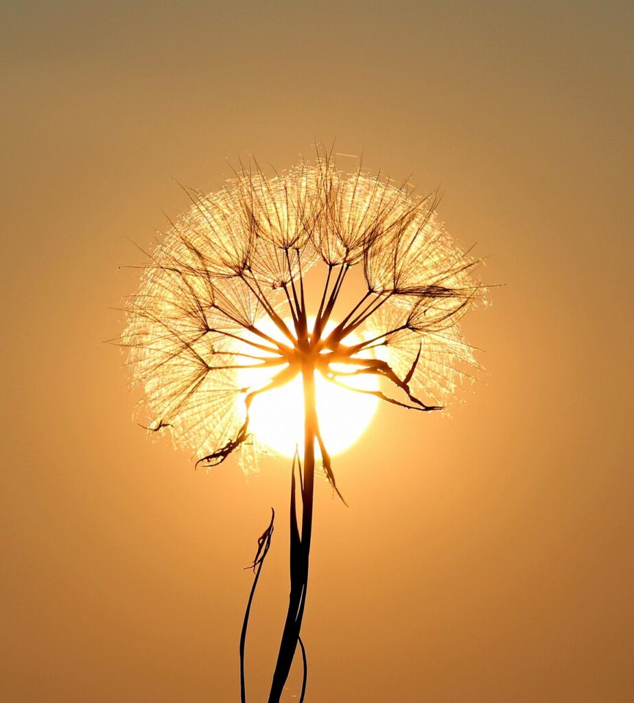 dandelion, sun, backlighting, silhouette, flower, flower wallpaper, seeds, orange sun, beautiful flowers, sunset, flower background, dusk, twilight, nature, orange sky